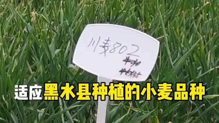 这个高原县城的麦苗为啥任牛吃？