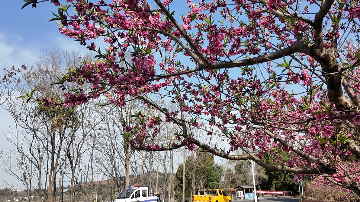 驿路繁花相迎，赴一场龙泉山的春日之约
