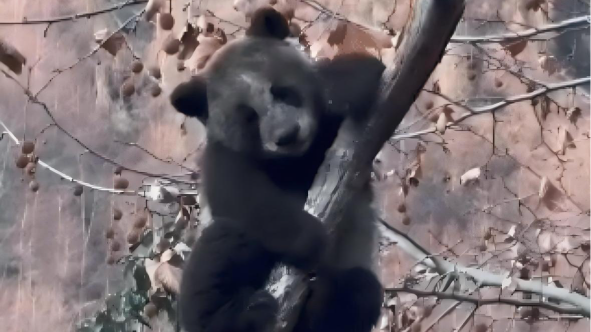 大熊猫幼崽“苏锦崽”圈粉无数！浑身黢黑，原来是这么回事……