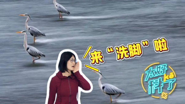 成都九眼桥的“洗脚鸟”又火了！这种生态奇观如何产生？