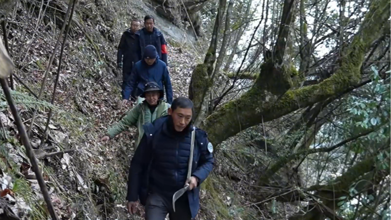 绵阳平武：一群老猎人完成“转身”，成为山林最坚定的守护者