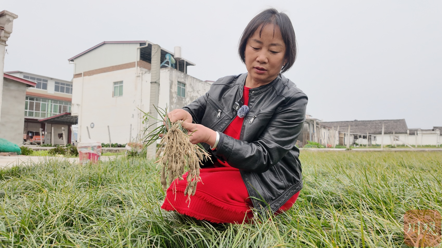 新春走基层丨走进2500多亩麦冬地，遇见好“丰”景
