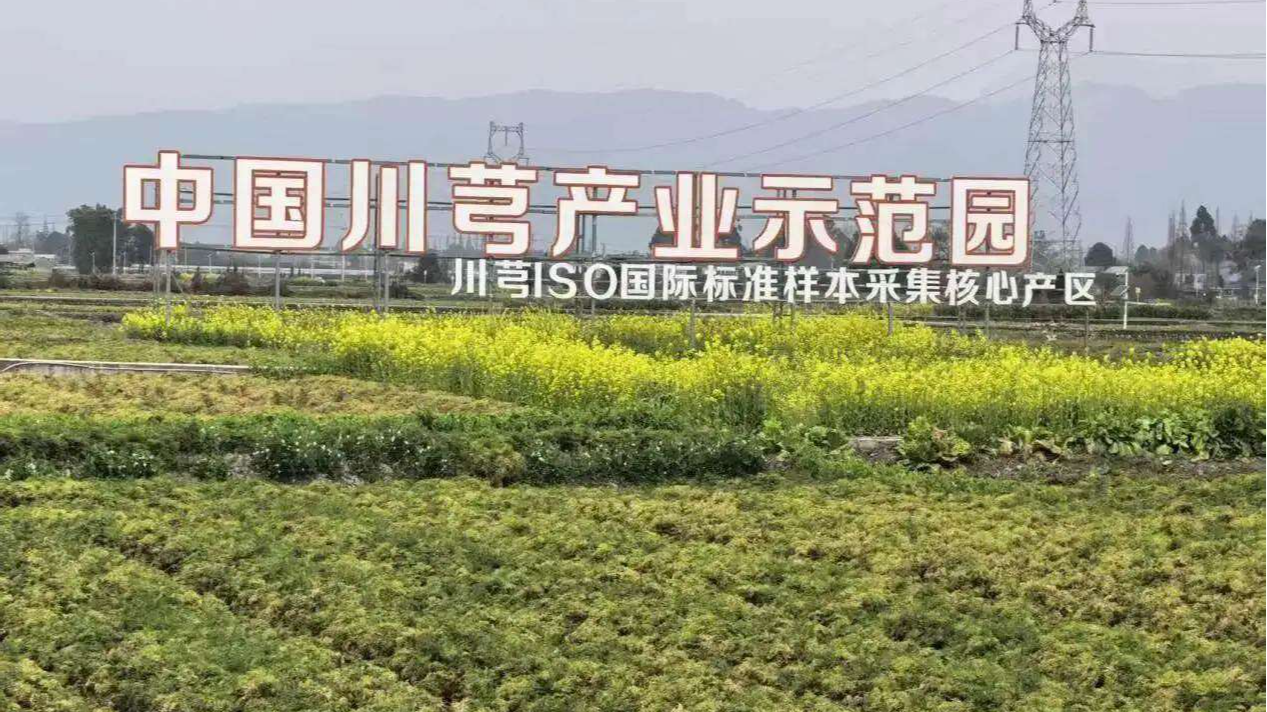 新春走基层丨川芎开工忙 道地药材变 “新年红包”