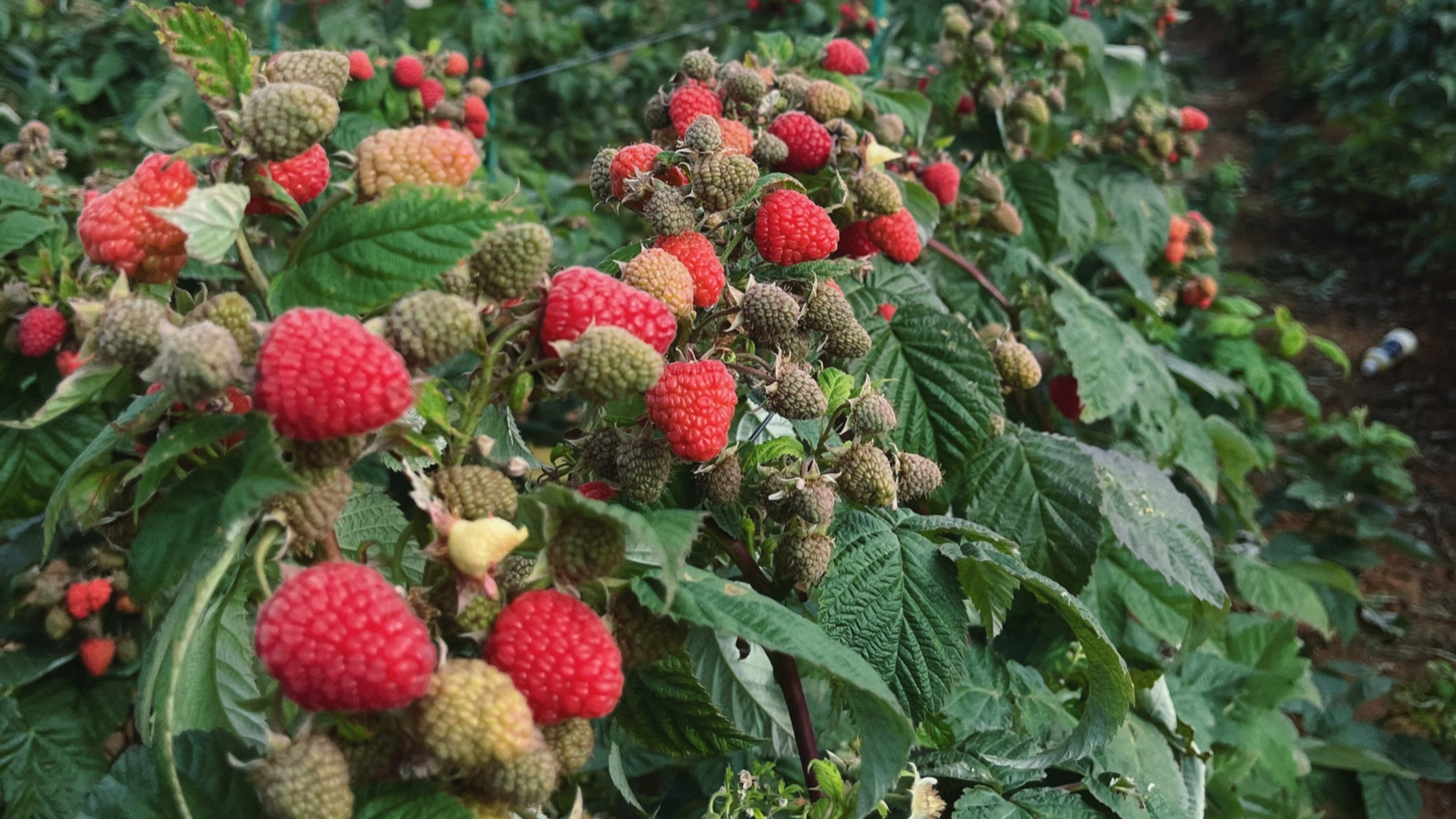 新春走基层丨马槽山的树莓有点“飘” 国内不够卖还常出国