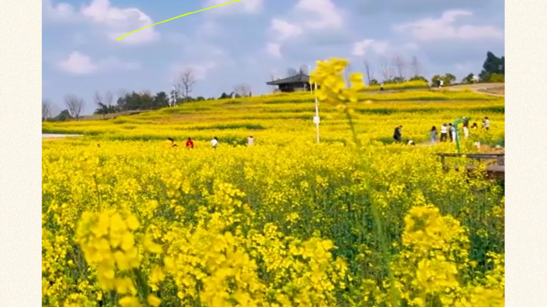当油菜花开，春天来给四川交“作业”咯