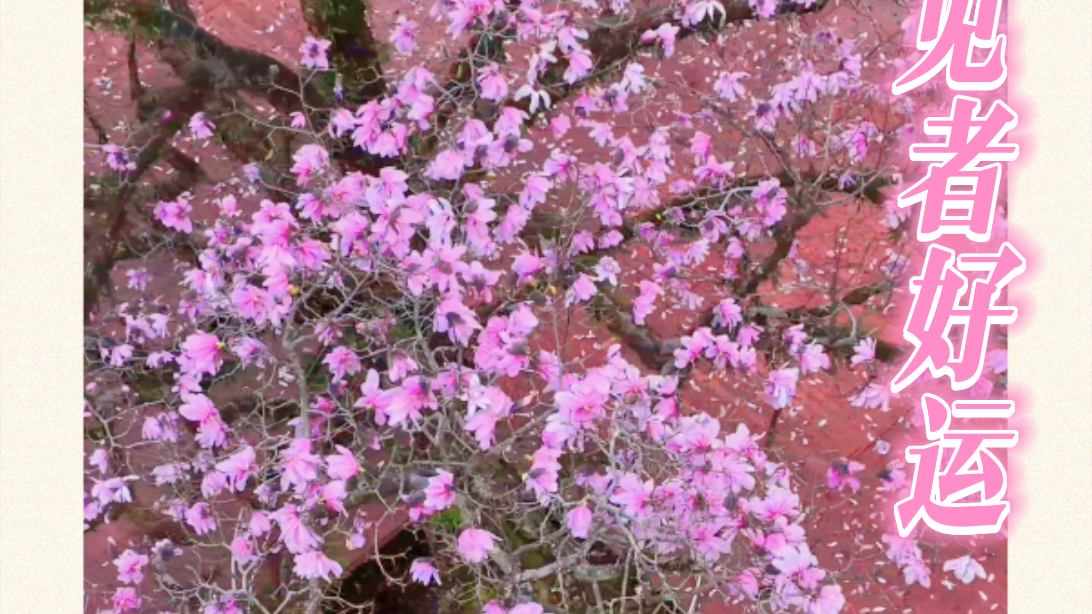 见者好运！雅安600岁光叶玉兰绽放，愿你历经岁月依旧繁花