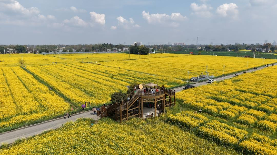 花期变“钱”景 成都“赏花+”激活春日消费热潮
