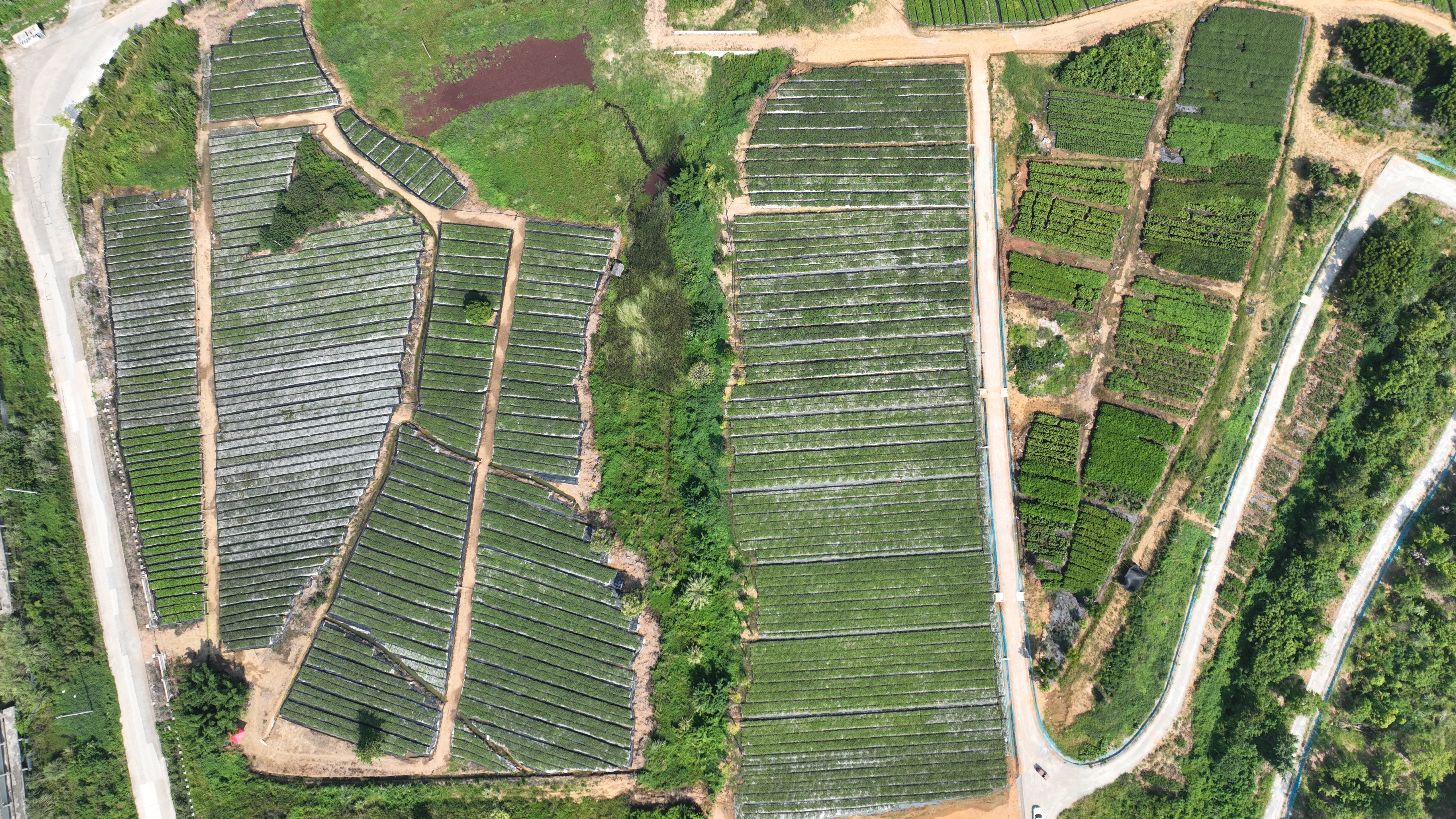 绿漫龙泉驿：一座城市的“森”生不息