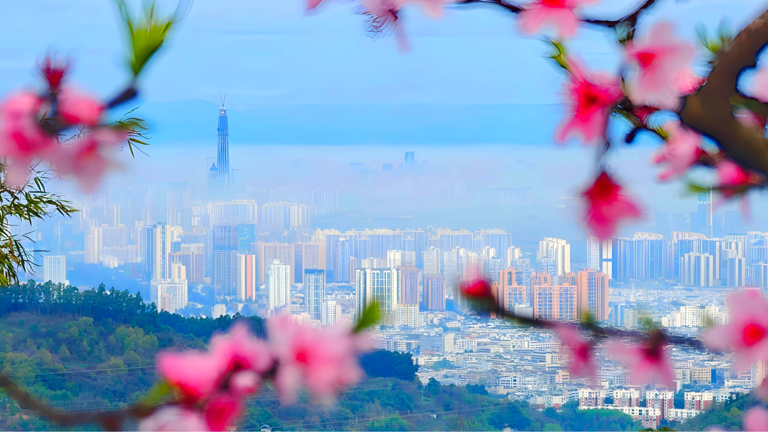 一朵花的四十年，一座城的气象万千