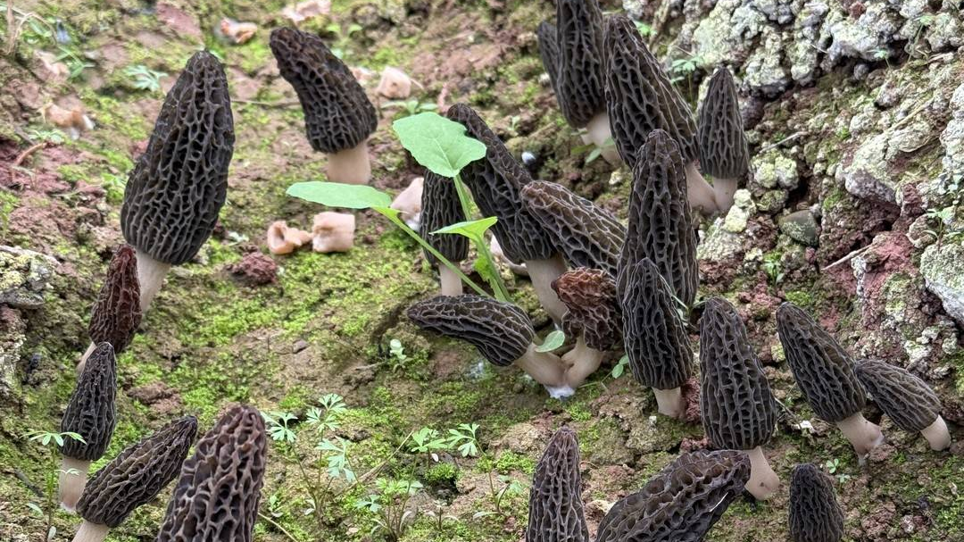 成都金堂：一朵羊肚菌，如何撬动80亿产业？丨寻找农田里的超级单品