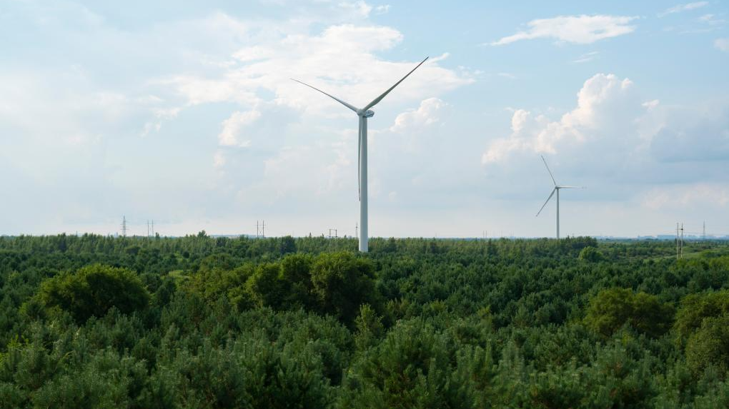 习近平总书记关切事｜以林为笔的生态答卷