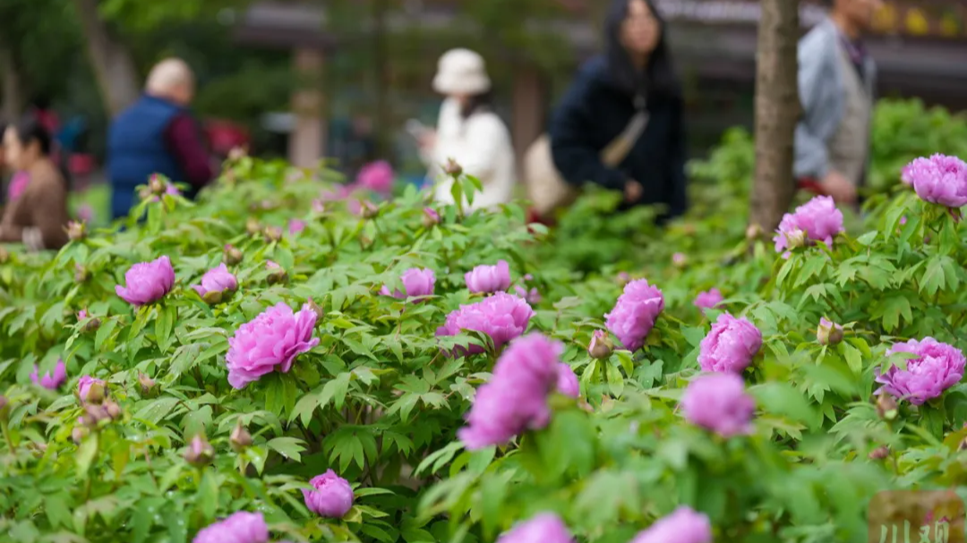杜甫，成都最早的“花经纪”