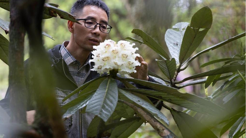 都江堰：人工培育29年的珍贵高山杜鹃首次开花