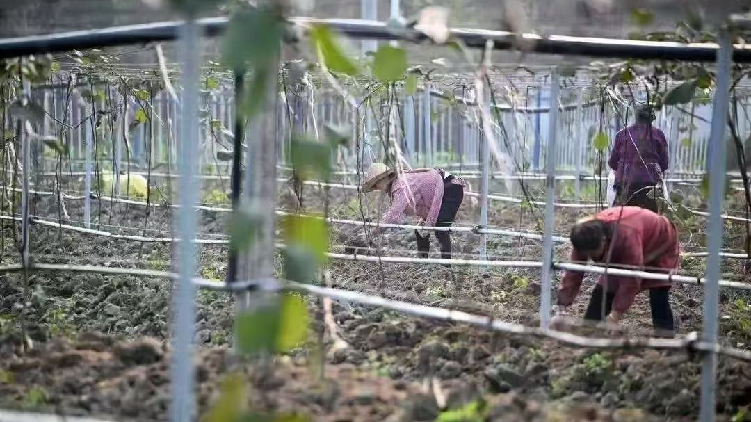 别太“卷”，四川这个地方种菜还讲“容积率”？