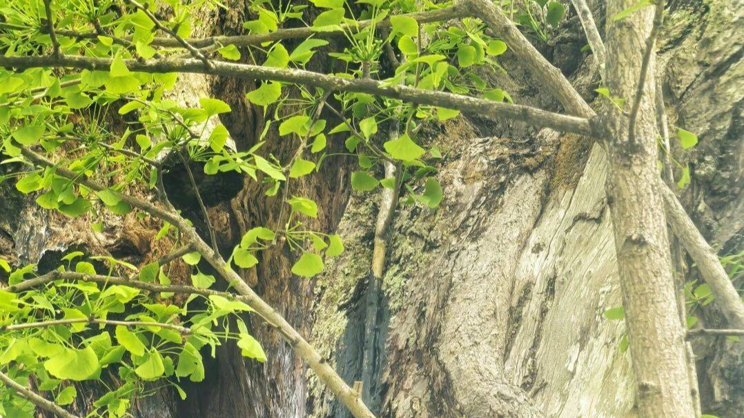 “刮骨疗伤”后，成都1700余岁古银杏绿叶挂满枝头