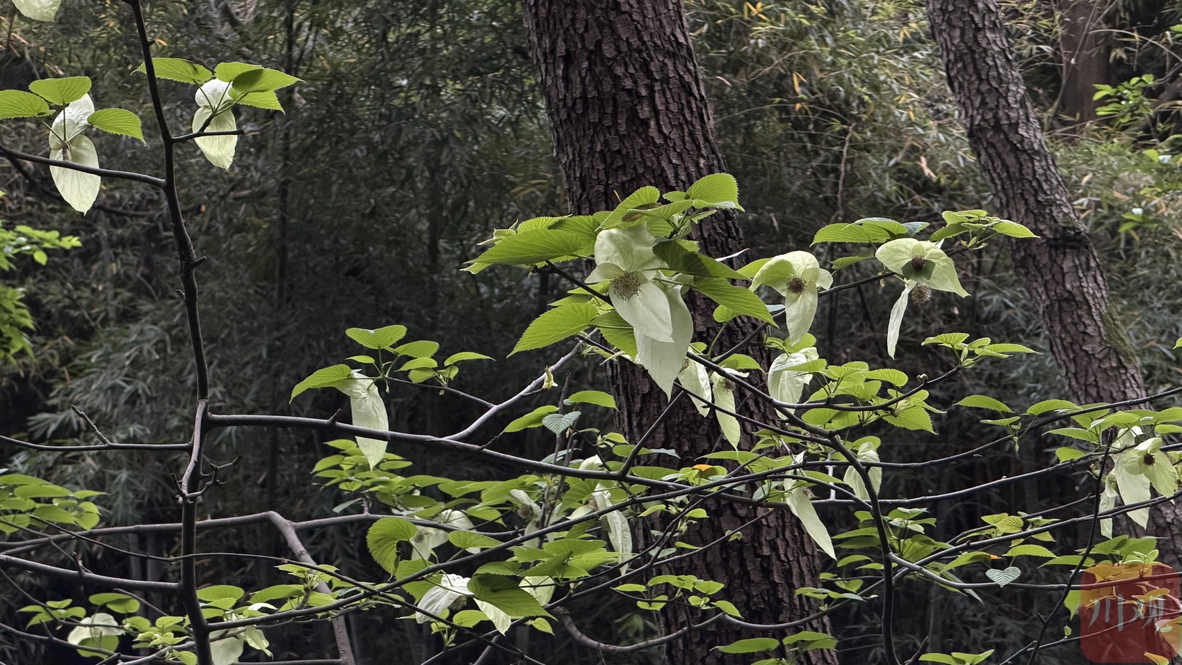 存活率仅1‰，6000万年“鸽子花”在成都又开花了
