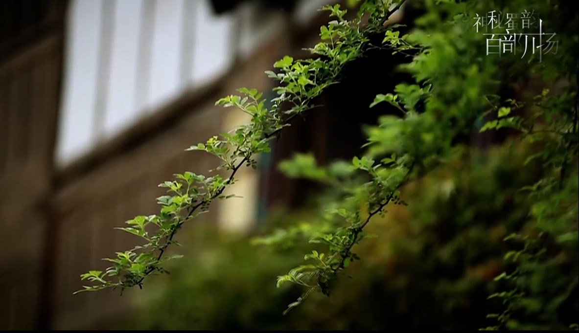 遇见.梧桐听雨