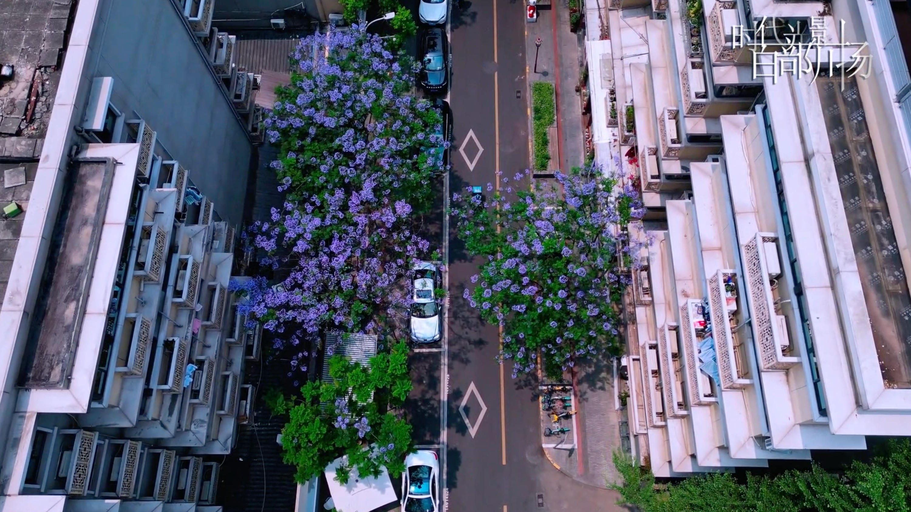 蓝花楹小通巷