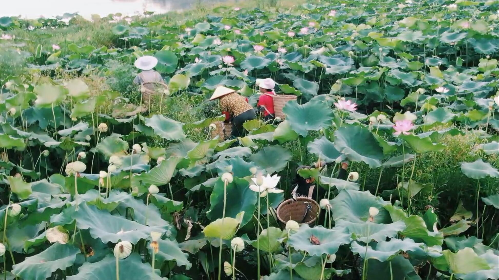 主播带你看丰收：莲子迎丰收 荷塘映笑脸