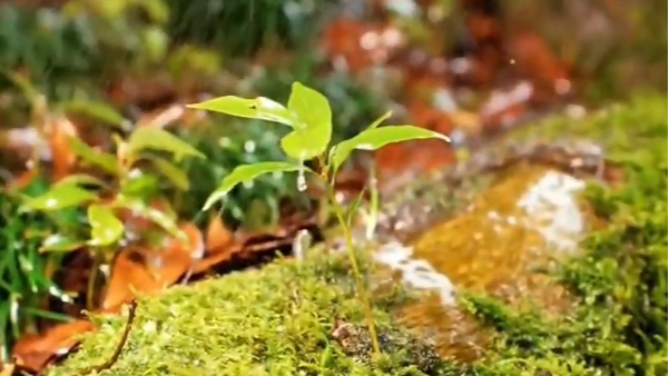 “桢”是“楠”得雨水——万物萌动，春意渐浓