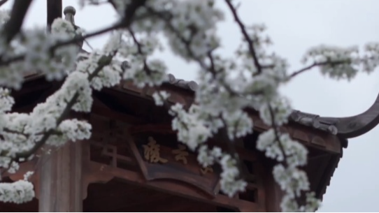 李花映荣州，春满白石铺