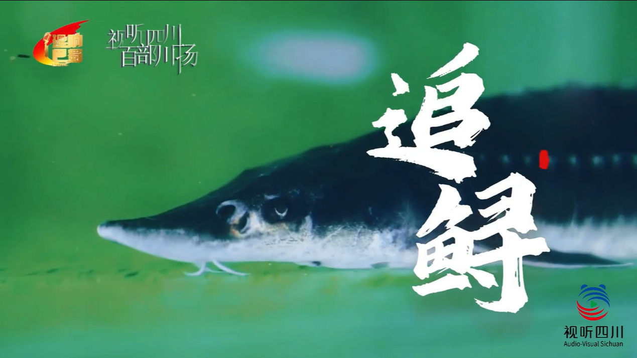 理响巴蜀｜追鲟
