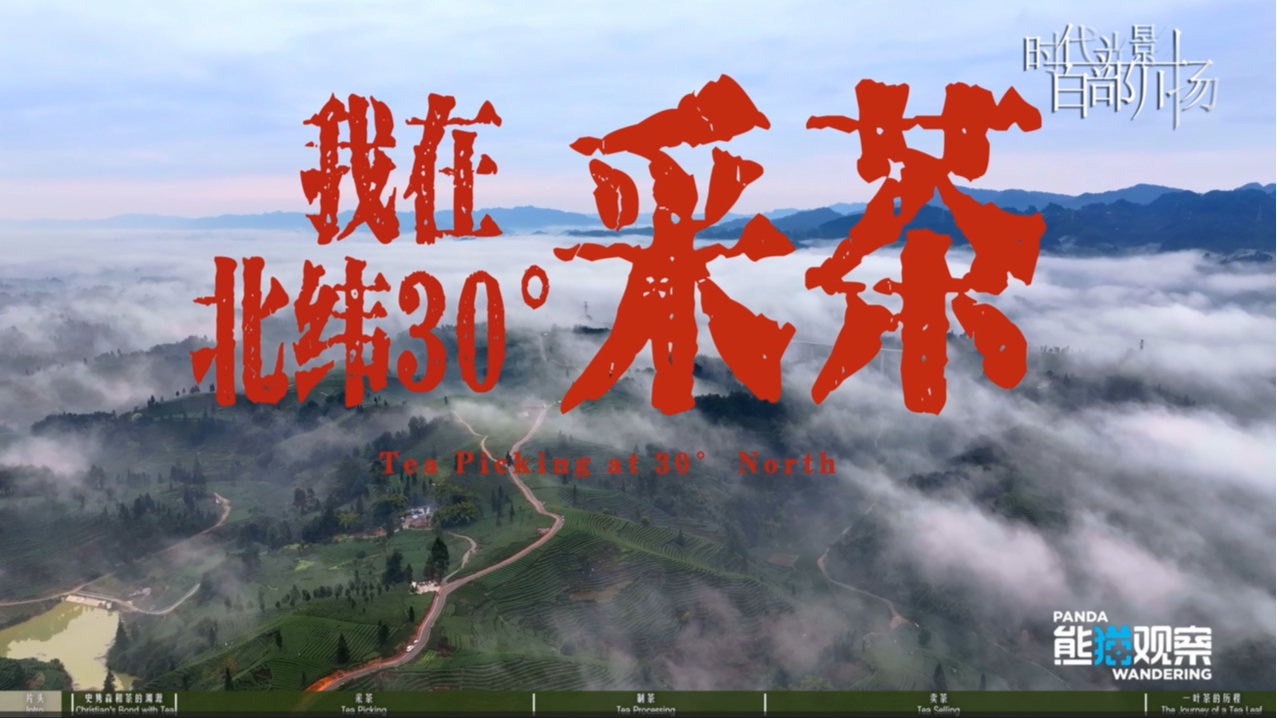 我在北纬30度采茶