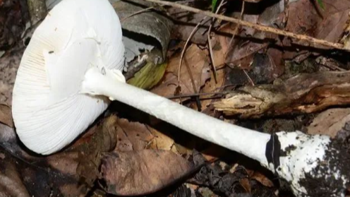 食菌季 关于蘑菇的这些谣言和疑惑你要懂