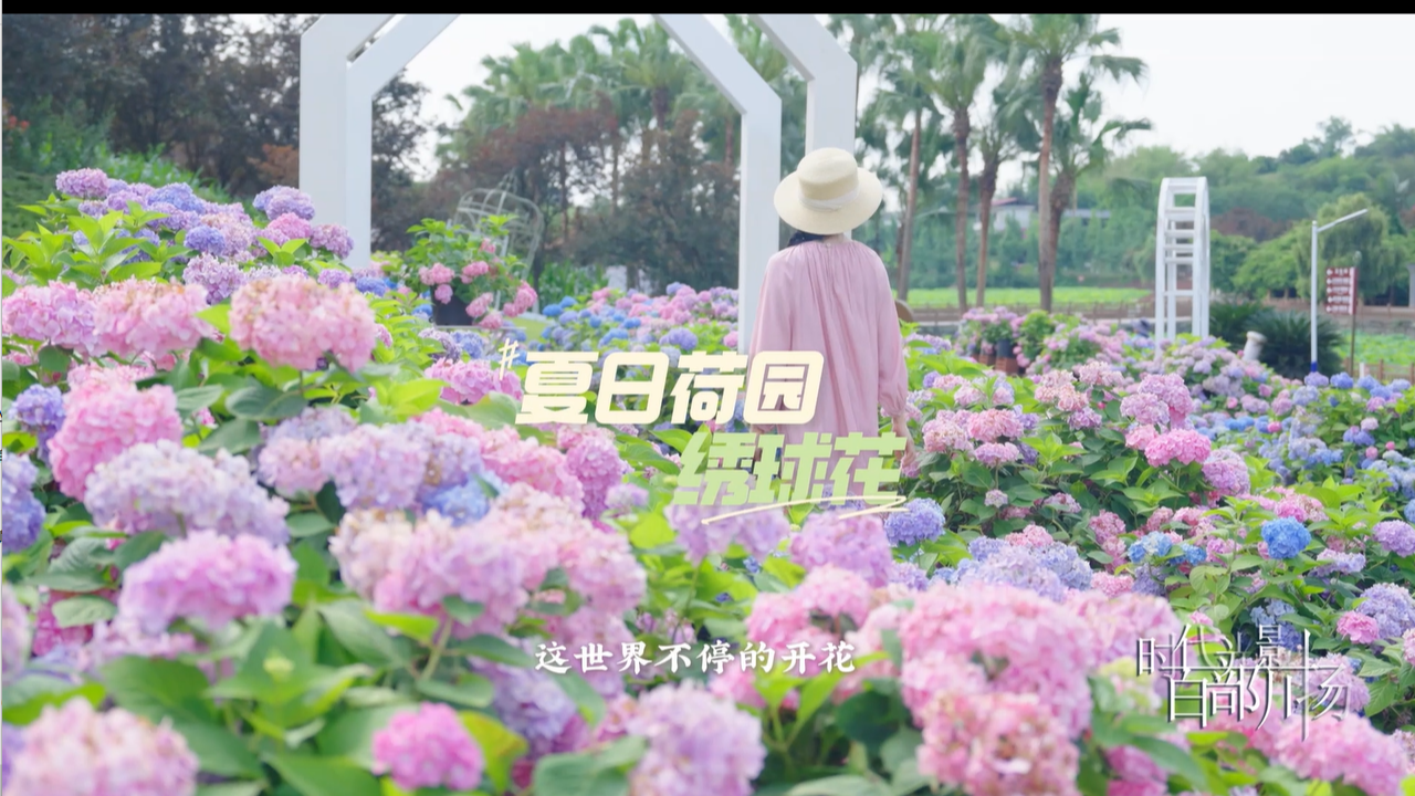 夏日荷园——绣球花