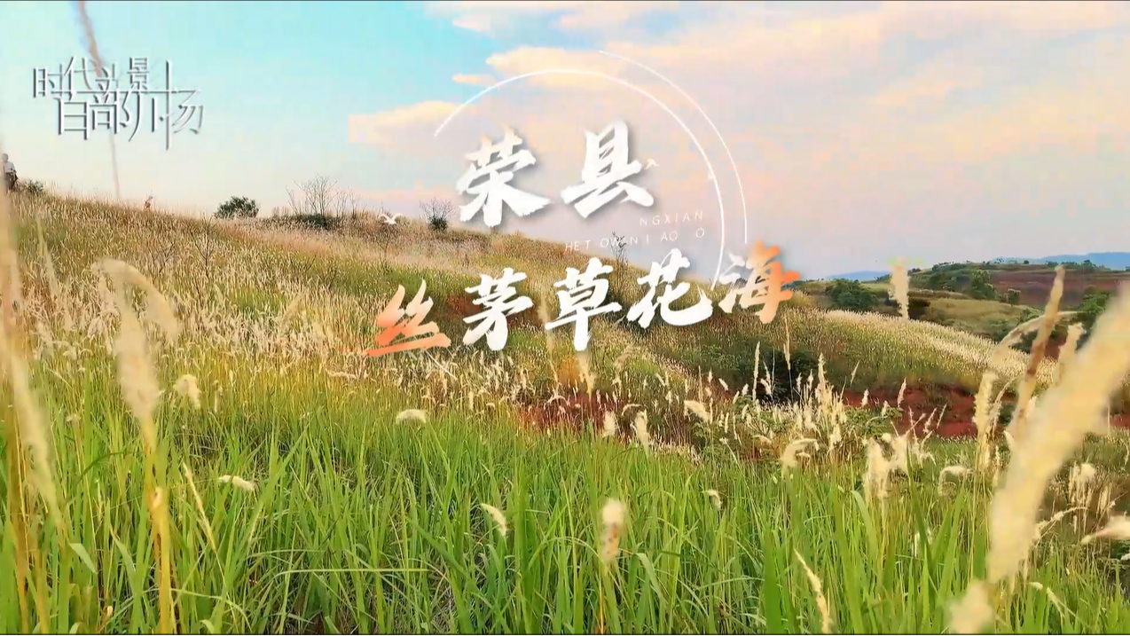 荣县丝茅草花海