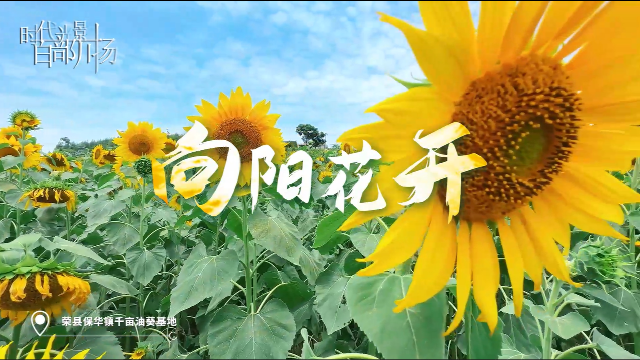 向阳花开