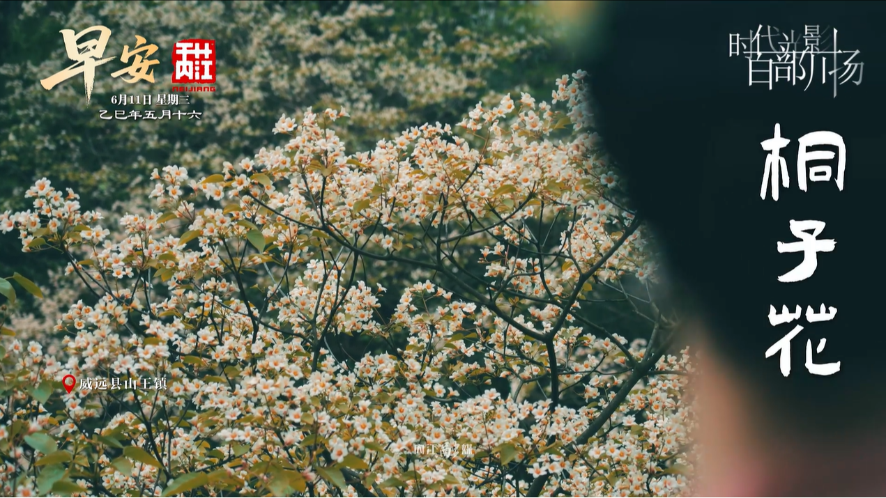 桐子花开