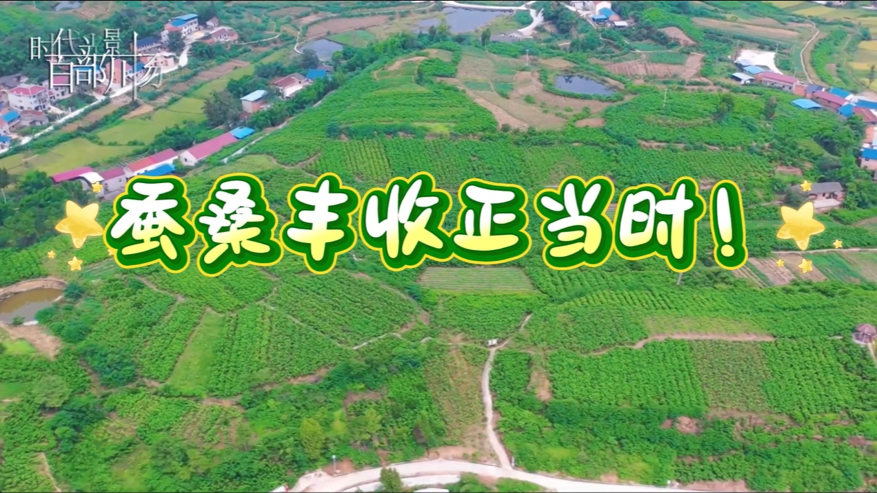 蚕桑丰收正当时!