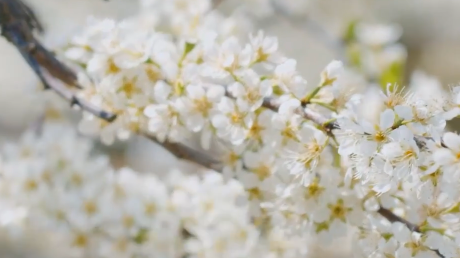 李花赋·匠心传