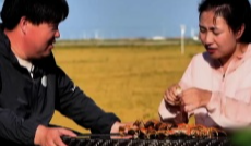 稻田蟹比赛难分胜负