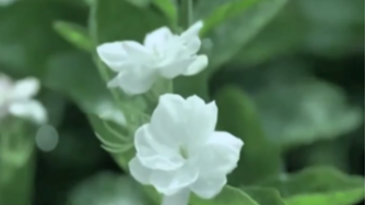 寻味江安——铁清茉莉花