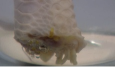 揭开“化骨水”的神秘面纱