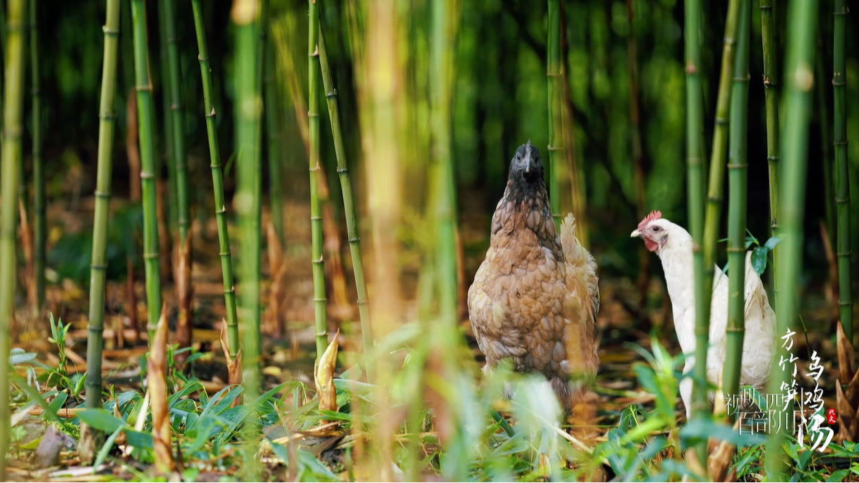 食在兴文——方竹笋乌鸡汤
