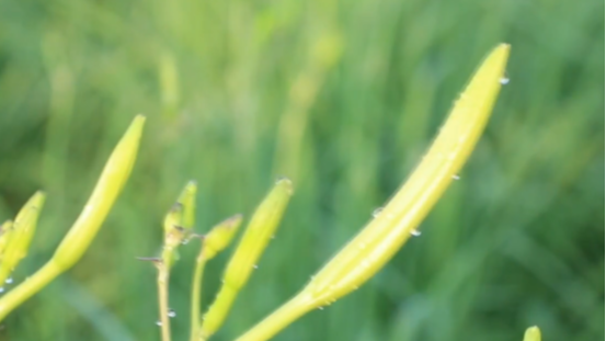 爽脆凉拌黄花菜 为夏日增添清凉