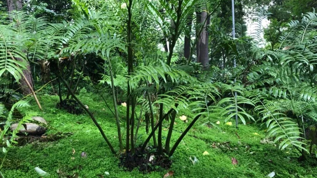 成都锦江公园建设项目再获国际殊荣