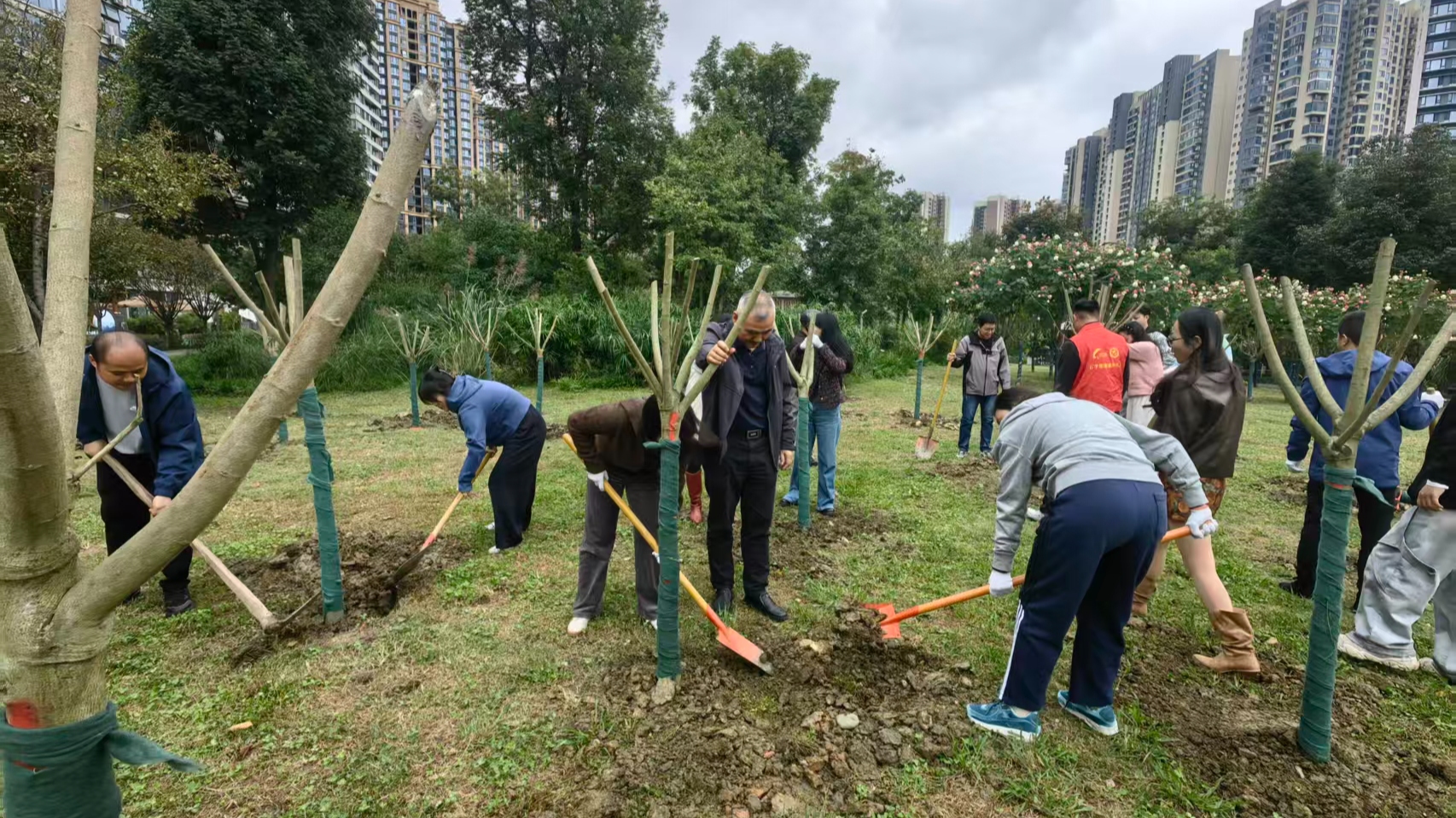 秋植新绿添雅韵 共建美丽石羊 石羊街道开展2025年秋季义务植树活动