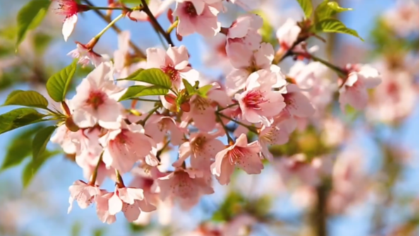 你好成都——《灼灼韶华:见证“成都造”影视再写传奇》