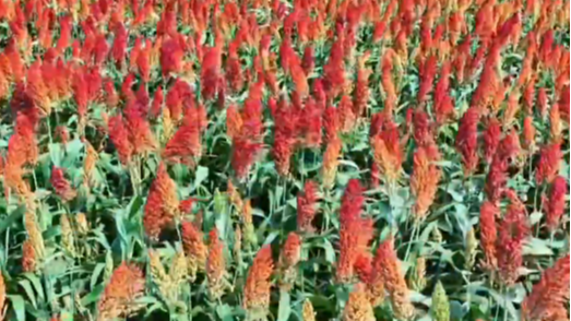 你好成都——《成都秋日 “丰”境入画》