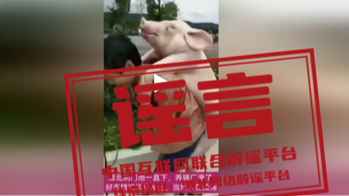 “养猪场被淹”“猪瘟暴发”系谣言——今日辟谣（2025年10月24日）