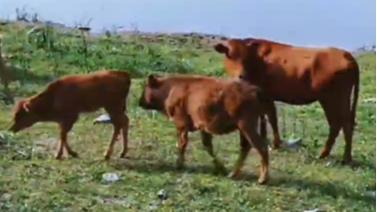 广安华蓥：夏风长鸣 万物自由