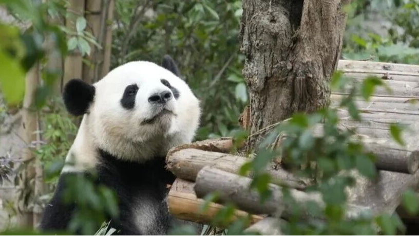 全国首设！四川将开评“大熊猫保护”职称