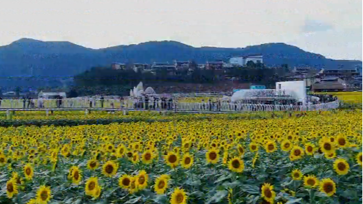 向阳花开 邀君共赏