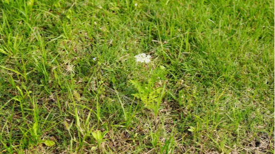 自生荒野种植研究到底是什么？全面解读植物种植新模式