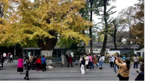 百花潭唐代银杏“上妆” 邀您共赴千年之约