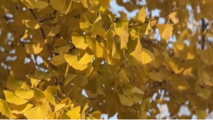 赏银杏正当时 请收下这份冬日里“金色暖意”